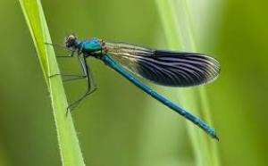 THE DRAGON FLY